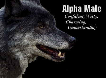 What is an alpha male in humans